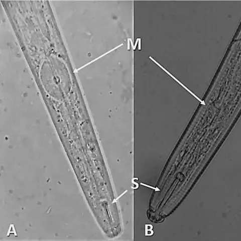 thumbnail for publication: Foliar Nematode Aphelenchoides spp. (Nematoda: Rhabditida: Aphelenchoididae)